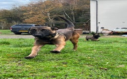 Mixed Breed dogs for sale: Belgian Malinois Puppies  - Image 23