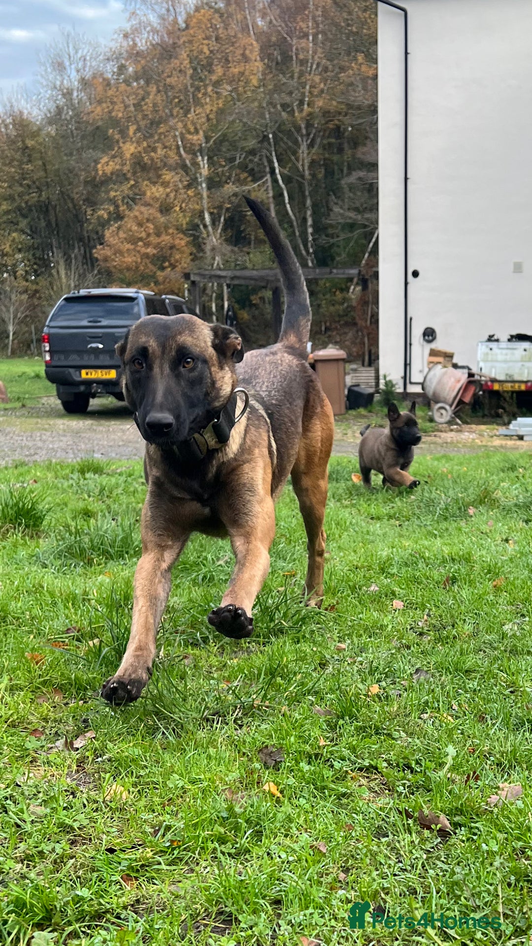 Mixed Breed dogs for sale: Belgian Malinois Puppies  - Image 23