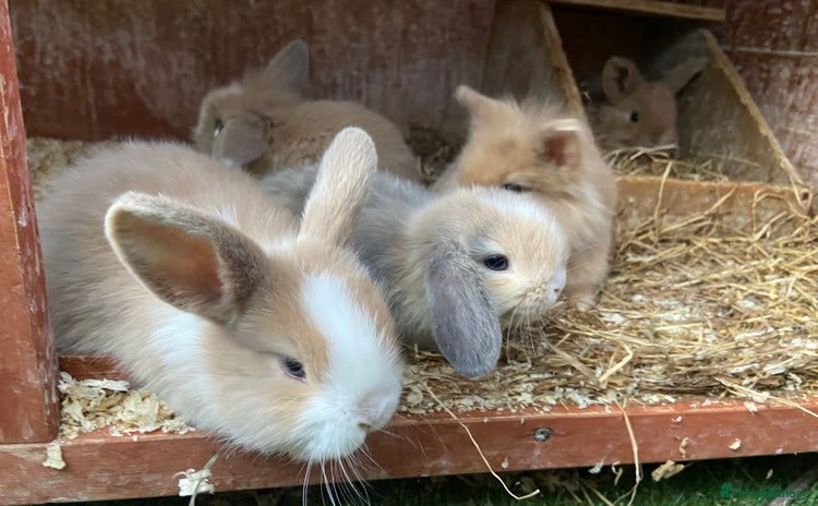 Mini Lion Lop rabbits - Advert 2