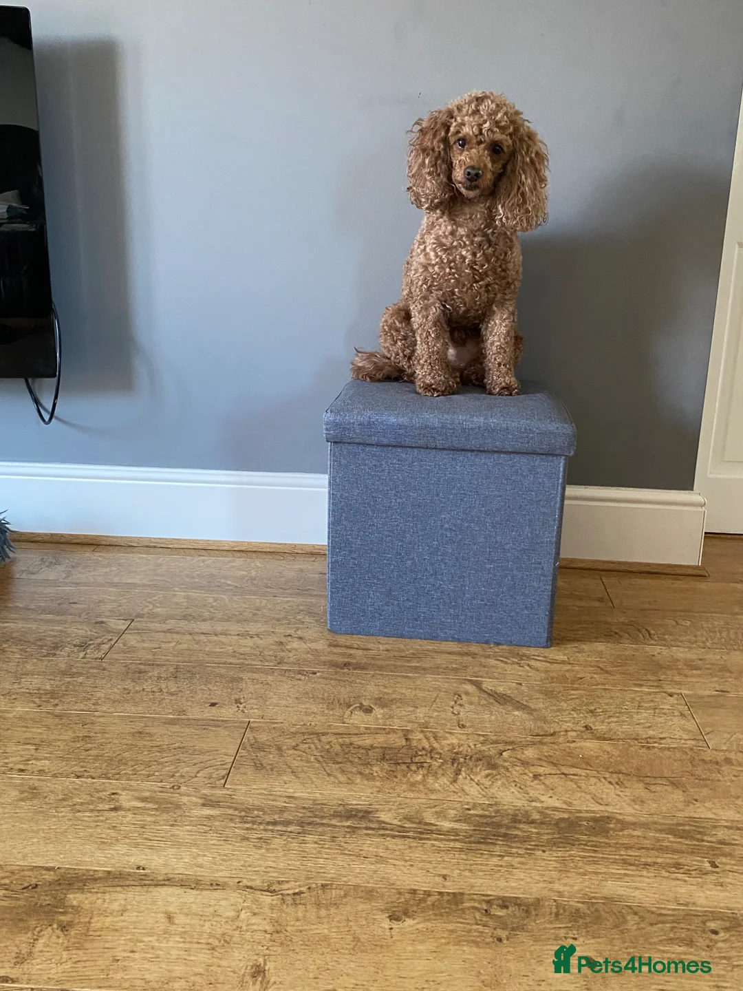Toy Poodle dogs for stud: Proven red toy poodle For stud  ( Health tested )  - Advert 2