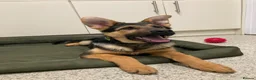 German Shepherd dogs for sale: German shepherd  - Advert 8