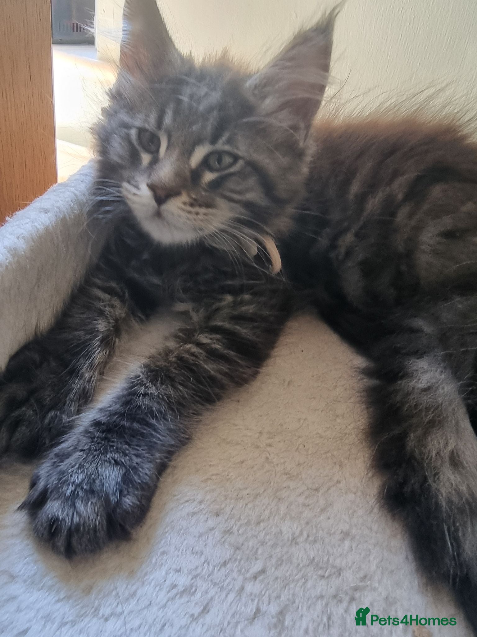 Maine Coon cats Pedigree GCCF Registered Maine Coon Kittens - Advert 2