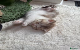 British Shorthair cats for sale: Stunning Scottish Straights - Image 4