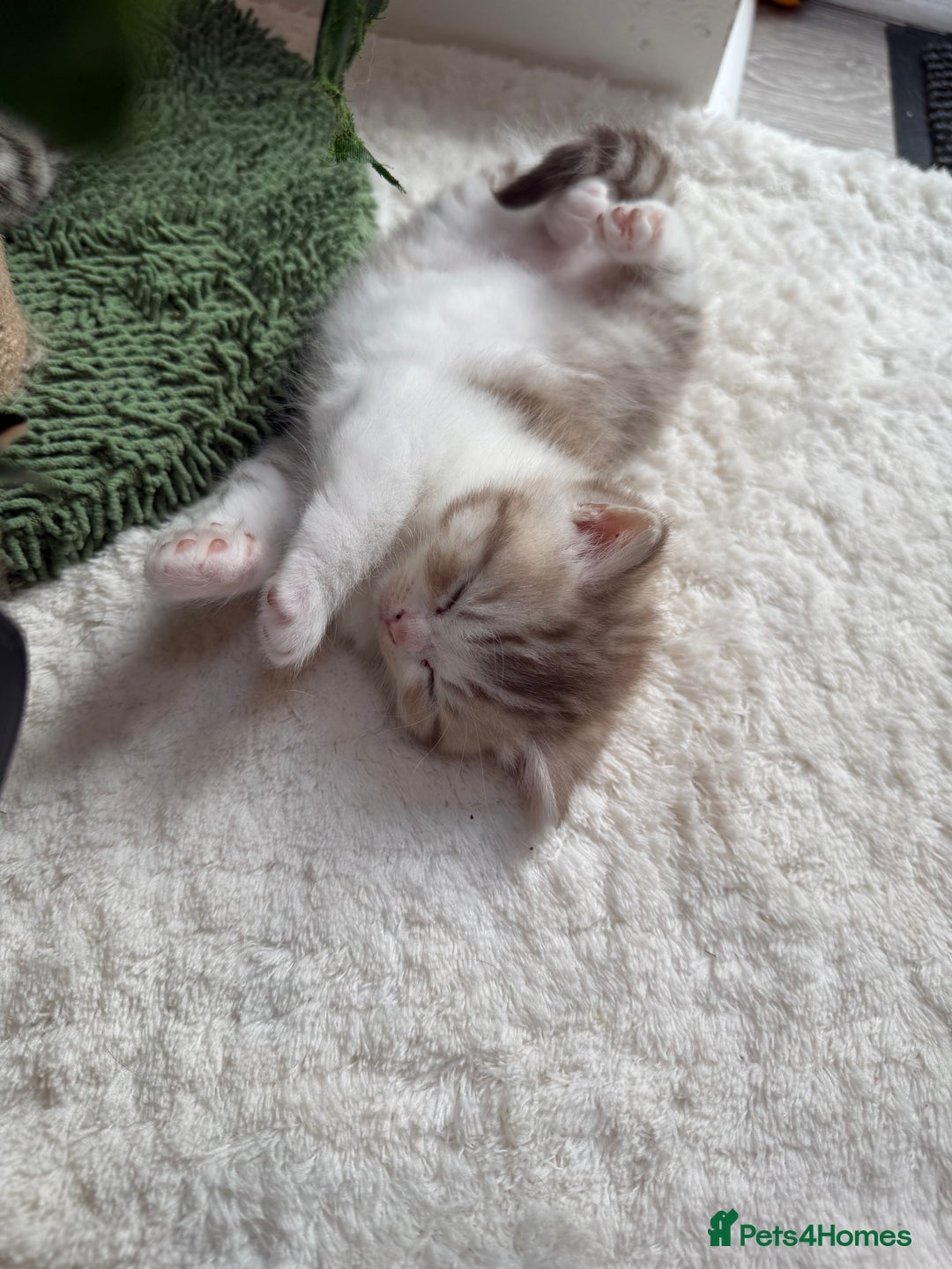 British Shorthair cats for sale: Stunning Scottish Straights - Image 4