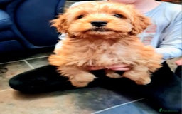 Cockapoo dogs for sale: READY TO LEAVE 4TH OF DECEMBER - Advert 2