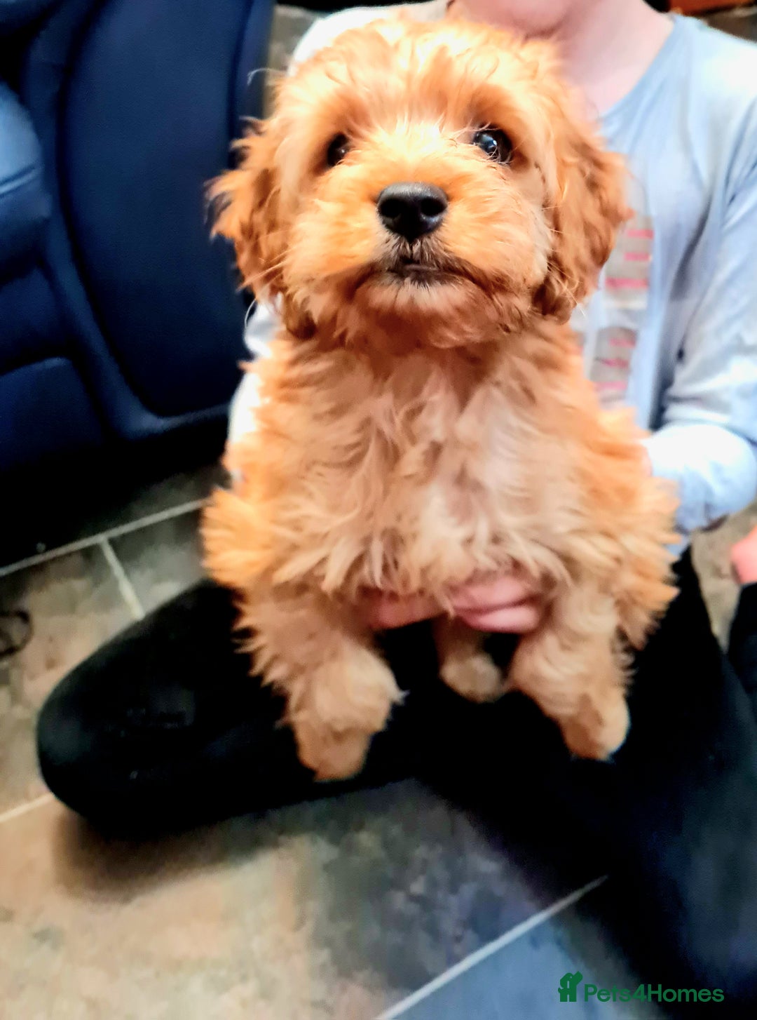 Cockapoo dogs for sale: READY TO LEAVE 4TH OF DECEMBER - Advert 2