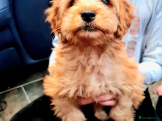 Cockapoo dogs 🐶🐾Tiny F2 cockapoo puppies🐶🐾 - Advert 17