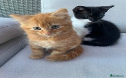 Domestic Shorthair cats for sale: 2 kittens for sale - Image 2