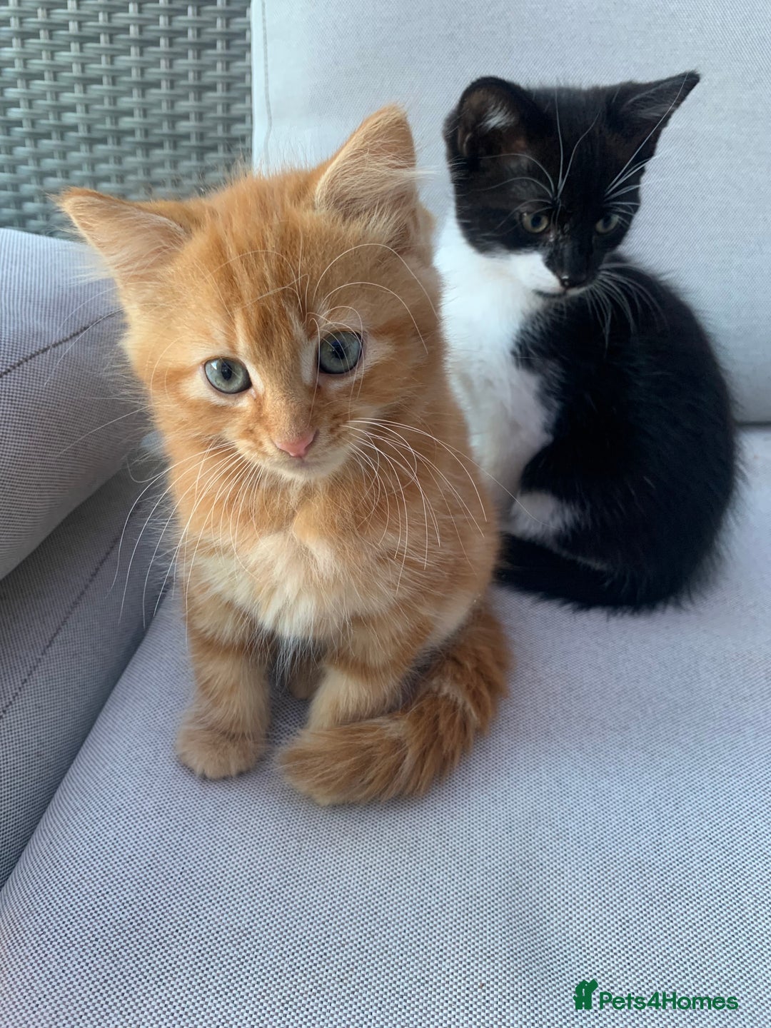 Domestic Shorthair cats for sale: 2 kittens for sale - Image 2