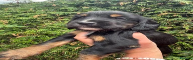 Sprocker 2