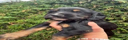 Sprocker dogs for sale: Sprocker pups  - Advert 6