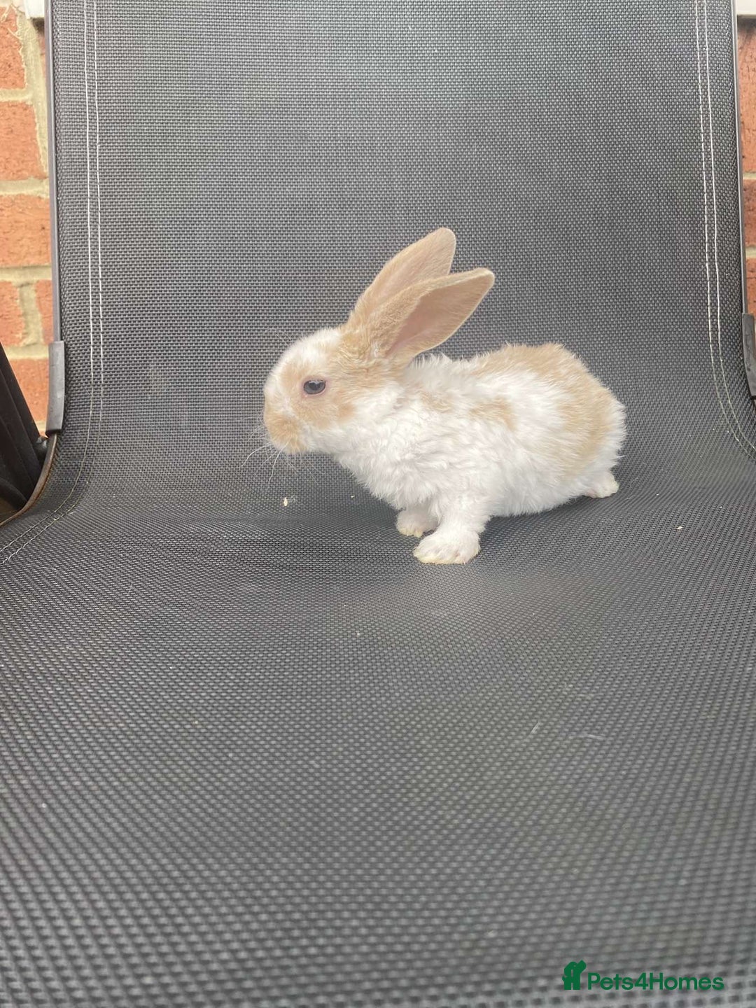 French Lop rabbits for sale: Baby lops in Hexham - Image 26