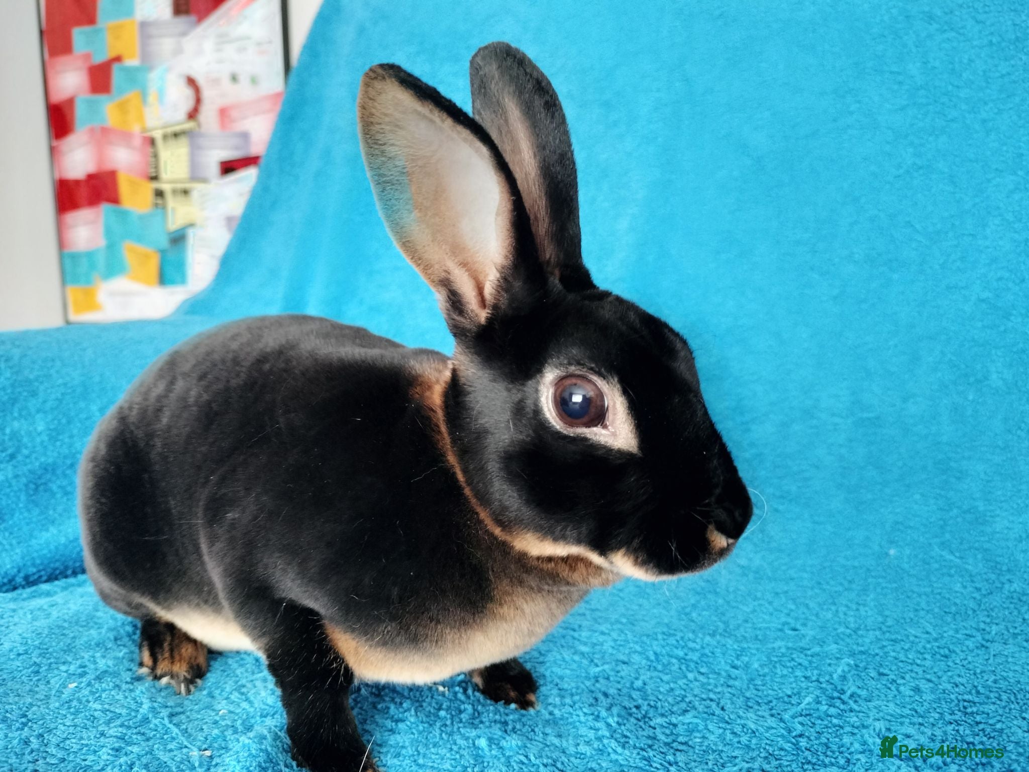 Rex rabbits Mini rex for sale  - Advert 20