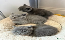 British Shorthair cats for sale: British Shorthair kittens ready mid-October - Image 2