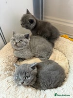 British Shorthair cats - Advert 15