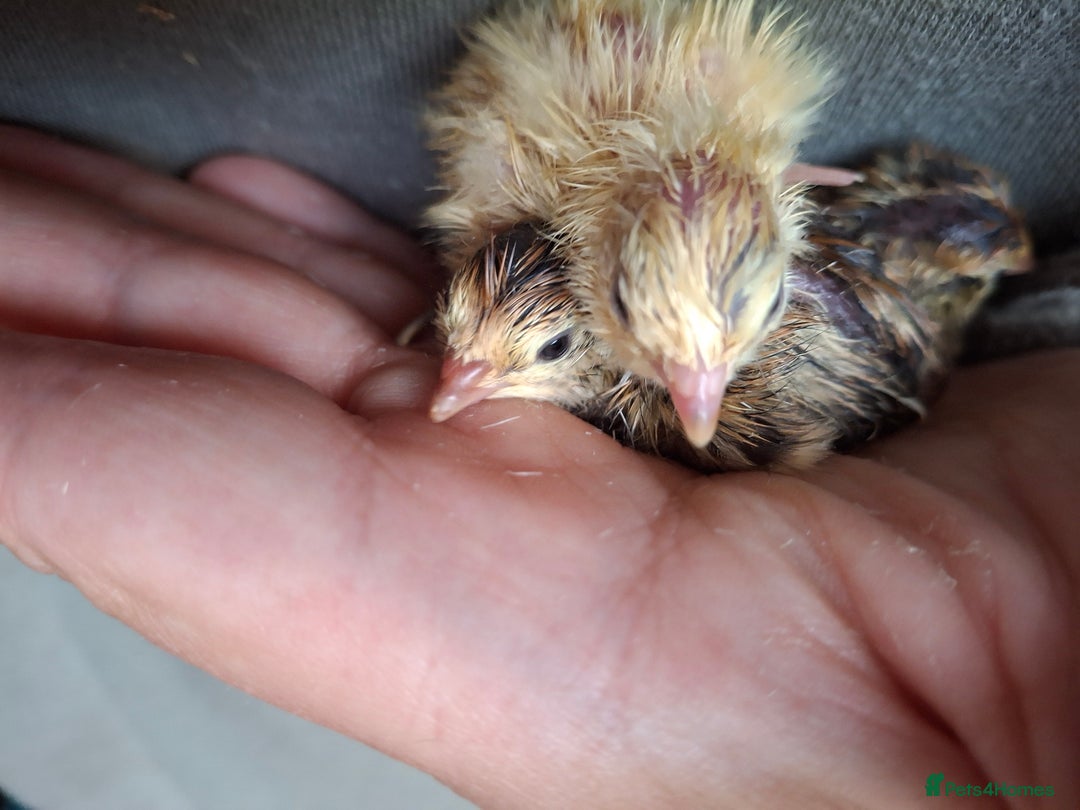 Quail poultry for sale: Coturnix quail - Image 2