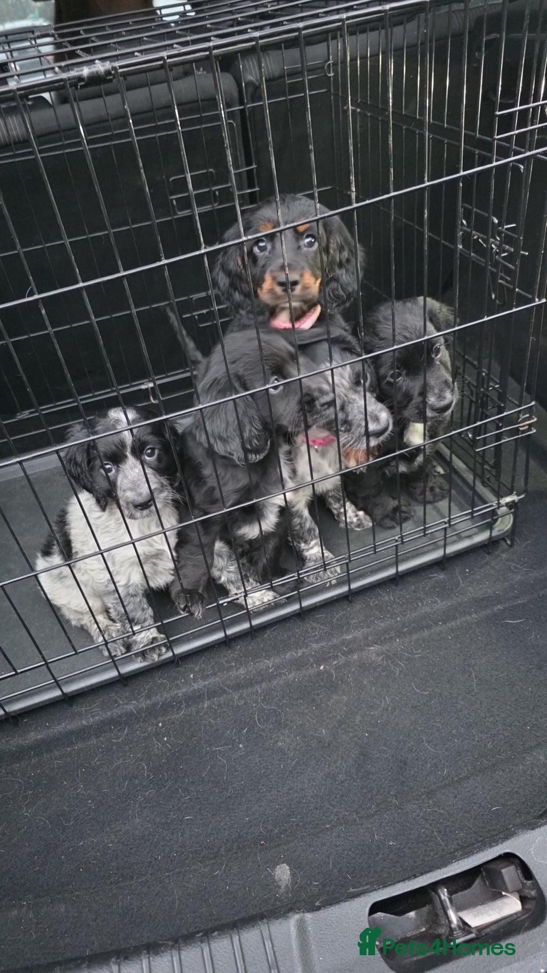 Cocker Spaniel dogs for sale: 1 left Working coker spaniel  - Advert 10