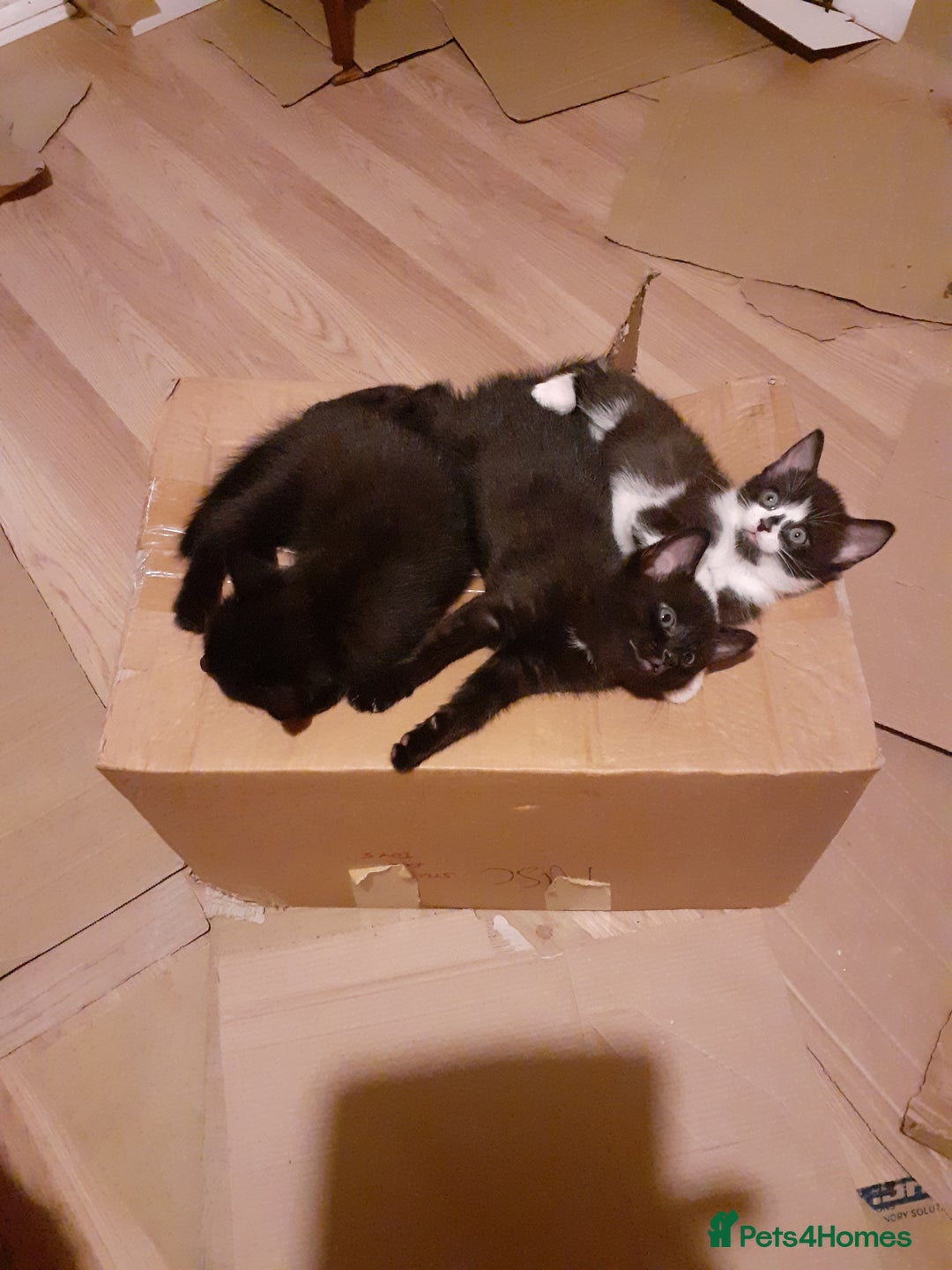 Domestic Shorthair cats for sale: Beautiful, friendly, playful &healthy kittens - Image 14