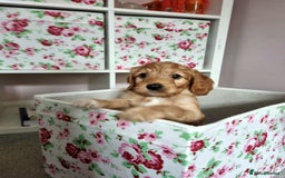 Cockapoo dogs for sale: Charming F1 cockerpoo boy seeking forever home - Image 9