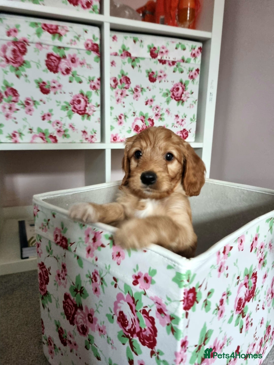 Cockapoo dogs for sale: Charming F1 cockerpoo boy seeking forever home - Image 9