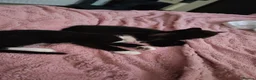 Domestic Shorthair cats for sale: Two female kittens - Advert 4