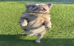 French Bulldog dogs for sale: Fabulous male fluffy frenchie 1.5 years old - Image 5