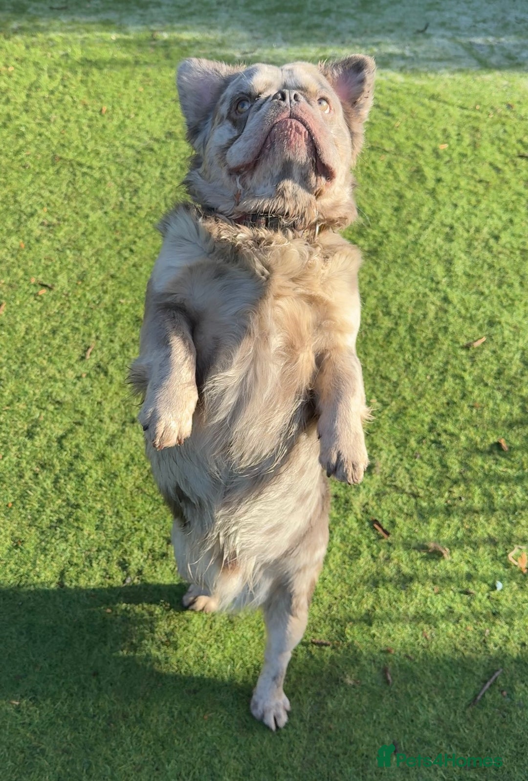 French Bulldog dogs for sale: Fabulous male fluffy frenchie 1.5 years old - Image 5