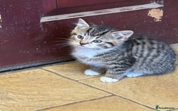 Mixed Breed cats for sale: Beautiful long / short haired kittens  - Image 3
