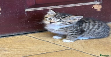 Mixed Breed cats - Advert 9