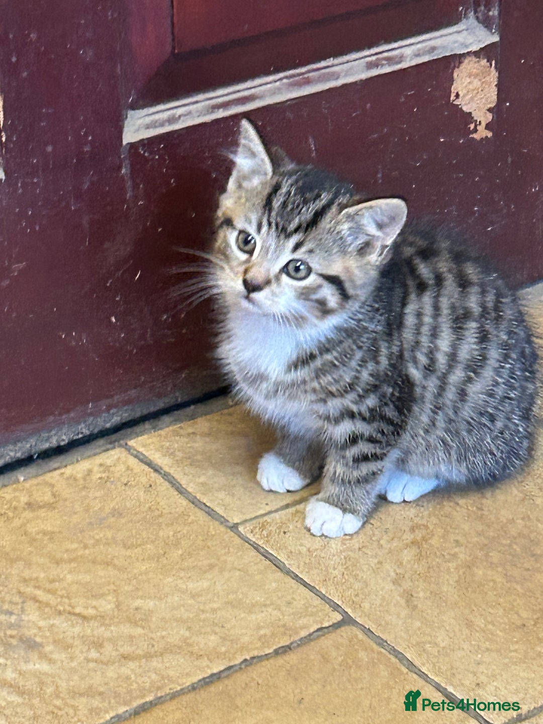 Mixed Breed cats for sale: Beautiful long / short haired kittens  - Image 3