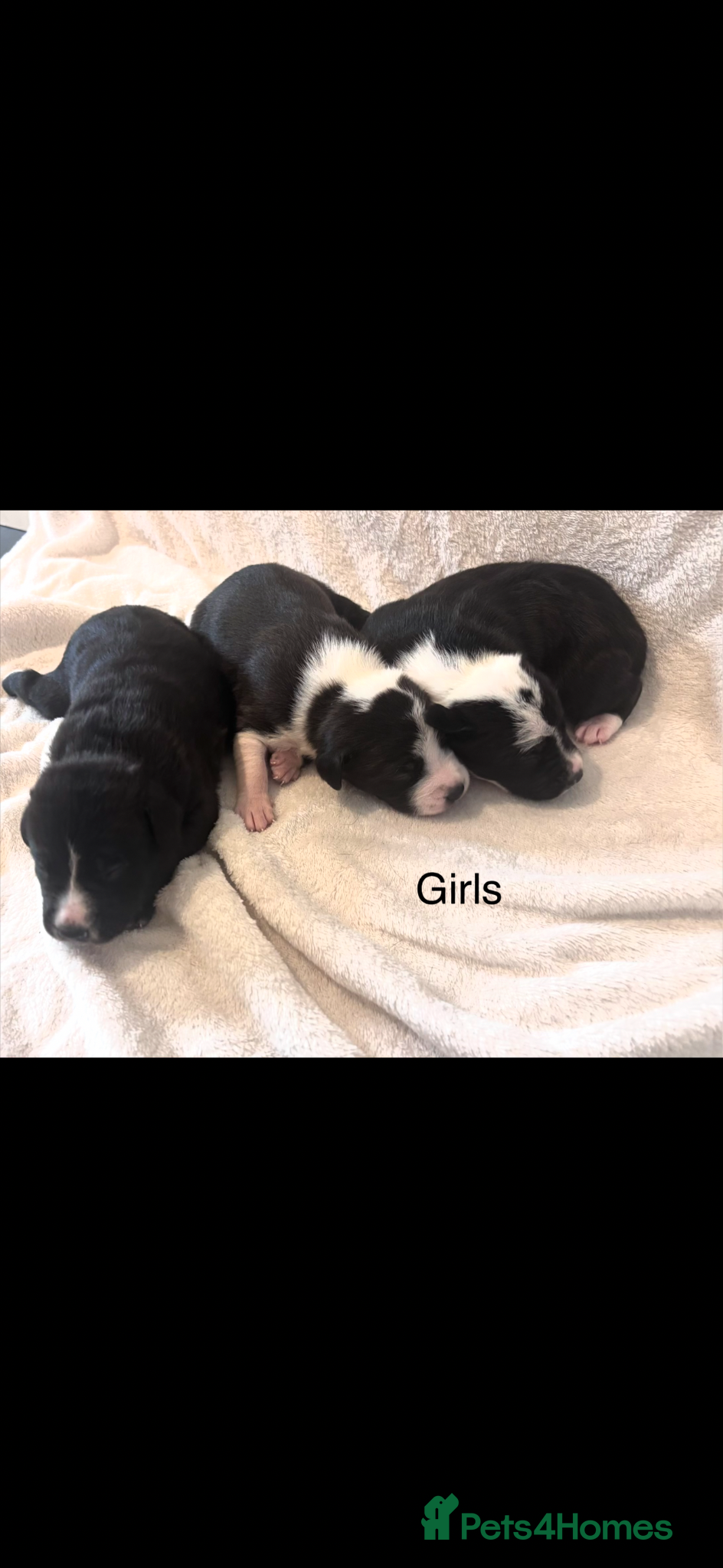 Mixed Breed dogs for sale: Staff Cross Puppies  in Towcester - Advert 3