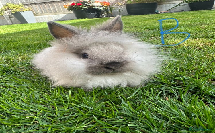 Lionhead rabbits - Advert 4