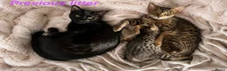 Savannah cats for sale: 🏆 TICA Registered Savannah F4 Kittens - Advert 5