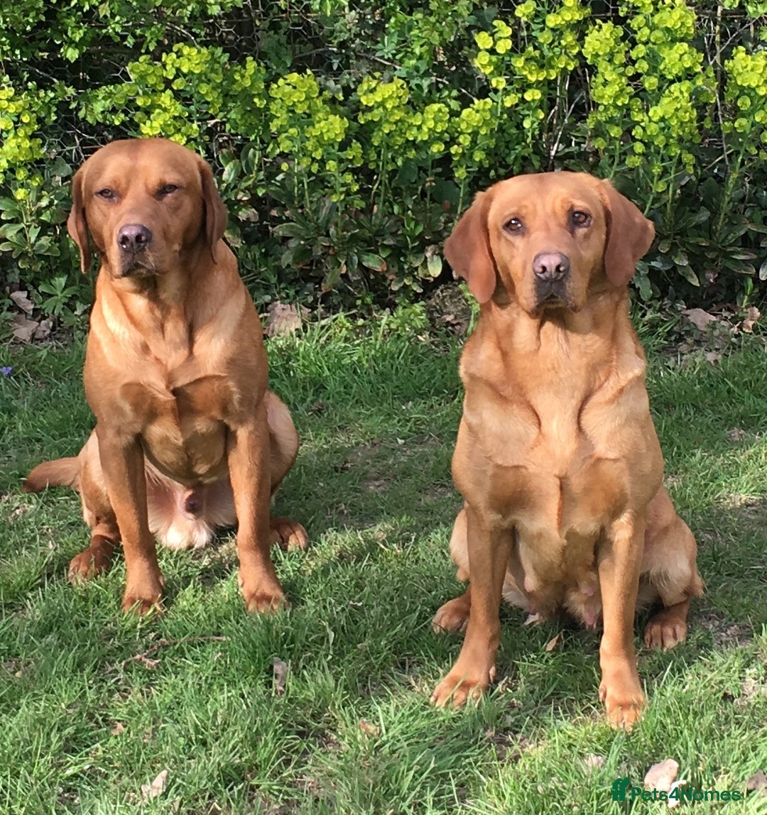 Labrador Retriever dogs for stud: Fox Red Labrador for Stud in Ashford - Image 9