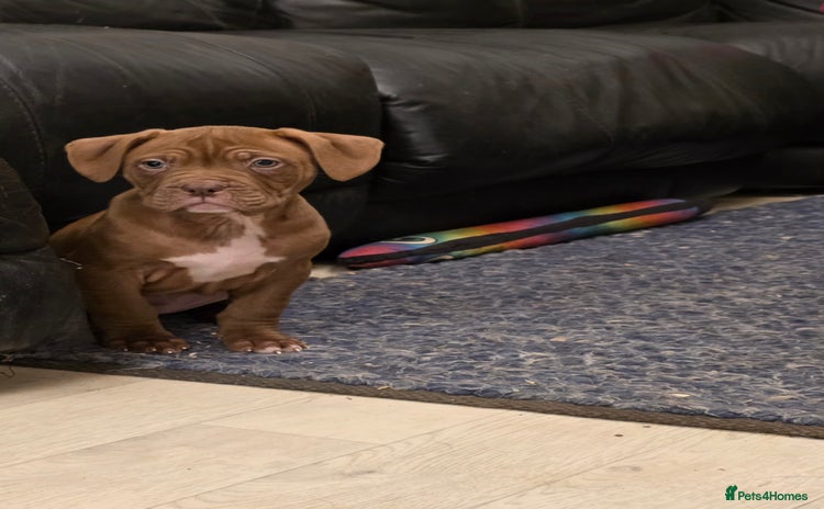 Mixed Breed dogs Dogue de bordeaux x staff puppies  - Advert 6