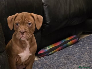 Mixed Breed dogs Dogue de bordeaux x staff puppies - Advert 4