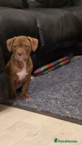Mixed Breed dogs Dogue de bordeaux x staff puppies - Advert 6