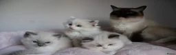 Ragdoll cats for sale: Ragdoll Kittens TICA Registered - Advert 10