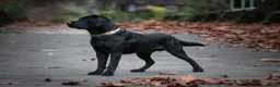 Labrador Retriever dogs for sale: 8 labrador puppies  in Sandbach - Advert 16
