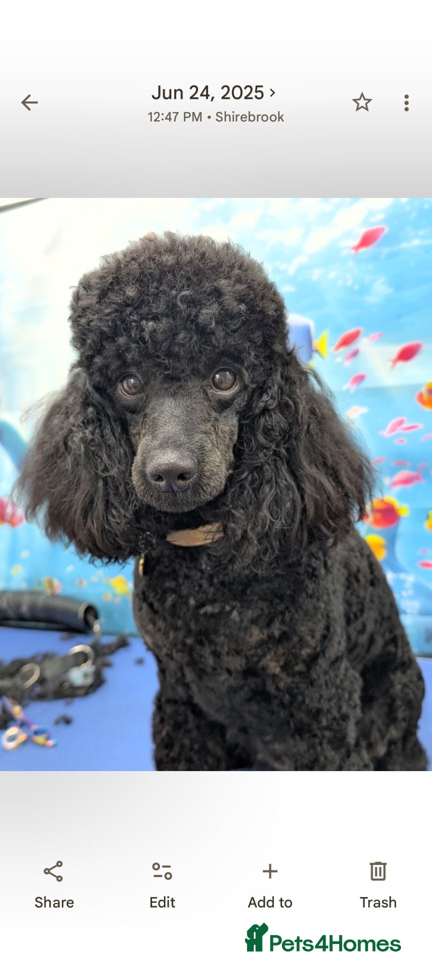 Miniature Poodle dogs WAITING LIST scan shows 6  - Advert 1