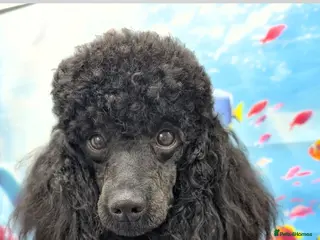 Miniature Poodle dogs WAITING LIST scan shows 6 - Advert 12