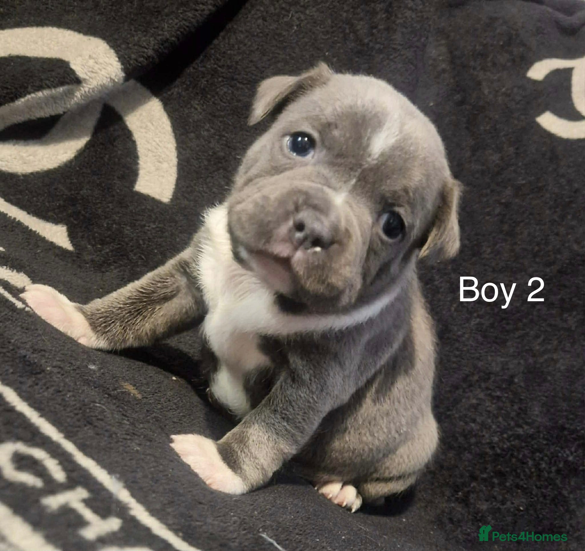 Staffordshire Bull Terrier dogs 5 beautiful staff puppies  - Advert 4