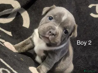 Staffordshire Bull Terrier dogs 5 beautiful staff puppies - Advert 4