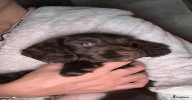 Cocker Spaniel dogs - Advert 12