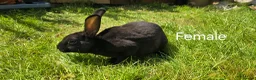 Rex rabbits for sale: 2 Litters of Mini rex different colours and sex - Advert 2