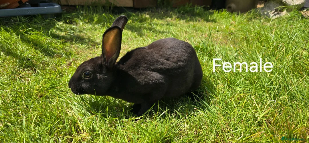 Rex rabbits for sale: 2 Litters of Mini rex different colours and sex - Advert 2