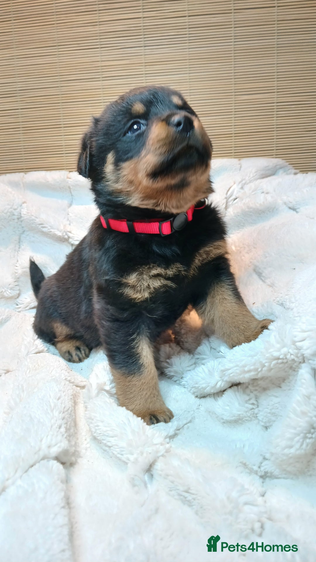 Rottweiler dogs for sale: Rottweiler Puppies for Sale - Advert 1