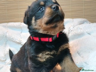 Rottweiler dogs Rottweiler Puppies for Sale - Advert 2