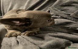 French Bulldog dogs for sale: Pedigree  French bulldogs ready to leave  - Image 20
