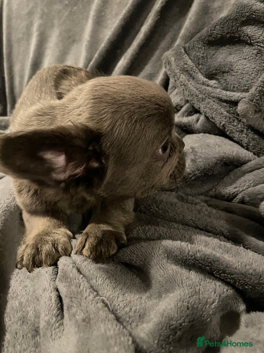 French Bulldog dogs for sale: Pedigree  French bulldogs ready to leave  - Image 20